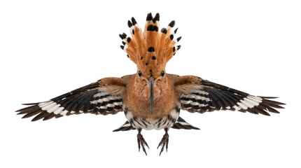 Hoopoe bird with its distinct crown and spread wings is a magnificent sight in wildlife photography. © Png ProTeam