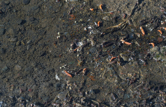 Close-up of a shallow water puddle with muddy bottom and organic debris