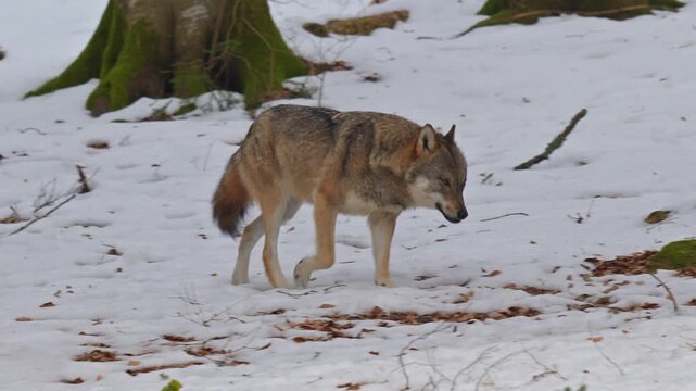 Europ&auml;ischer Wolf (Canis lupus), in winterlicher Landschaft und beobachtet seine Umgebung, Deutschland