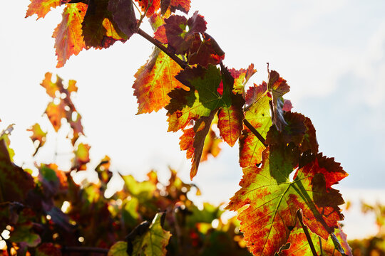 Close-up of vibrant red, orange, and green autumn grapevine leaves illuminated by strong backlight against bright sky in vineyard.