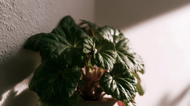 A lush green leafy plant rests in soft sunlight against a textured wall  casting gentle shadows in a quiet indoor corner