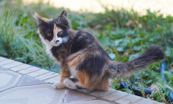 Cute calico kitten looking at camera outdoors in the garden.