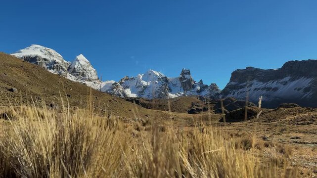 Low angle view of golden ichu grass meadow leading towards dramatic snowcovered mountain peaks under bright blue sky in viconga cordillera huayhuash peruvian andes