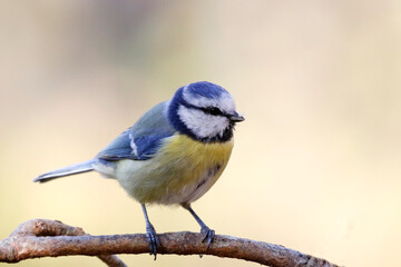 Eurasian blue tit © John Sandoy