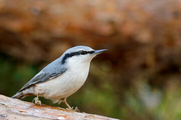 Eurasian nuthatch © John Sandoy