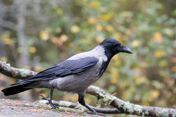 Fototapeta premium Hooded crow