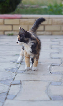 Cute tricolor calico kitten standing on stone pavement.