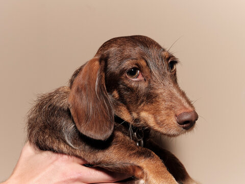 A brown long haired Dachshund in held up against a brown background