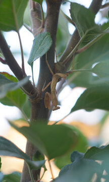 Praying mantis insect hanging upside down on a tree branch closeup