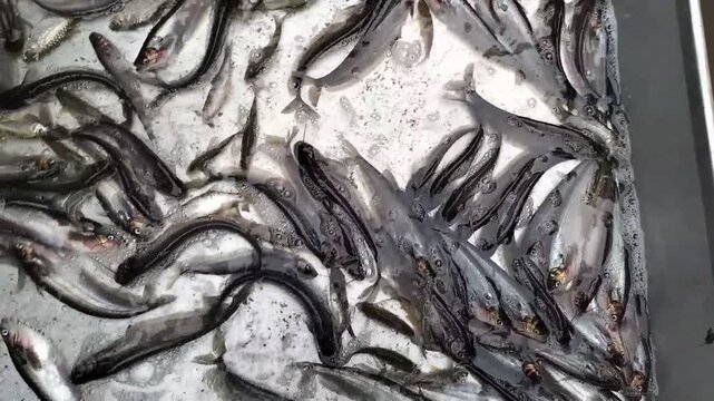 Fresh live pabda cat fish swimming naturally in a big bowl at a market, captured as authentic footage of fish offered for sale