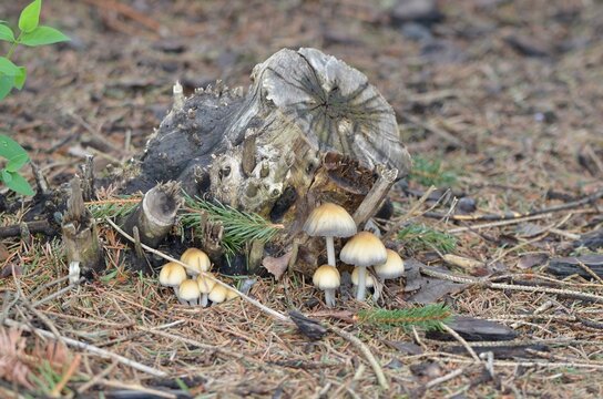 mushrooms in the forest mica cap 