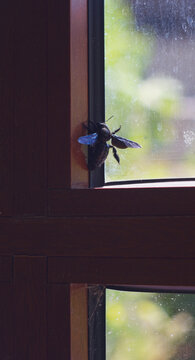 Violet carpenter bee on a window frame indoors with copy space