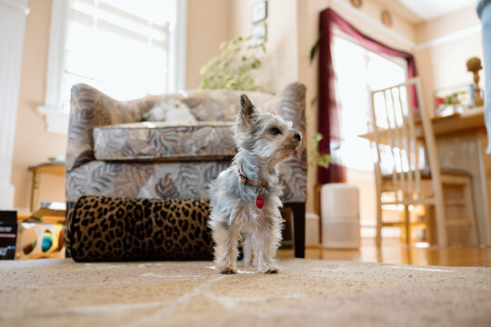 Candid small dog standing on carpet in cozy living room