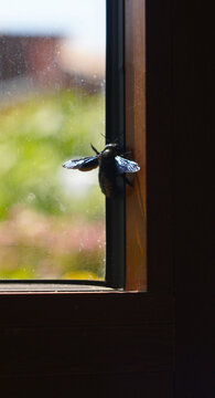 Violet carpenter bee on a window frame indoors with copy space