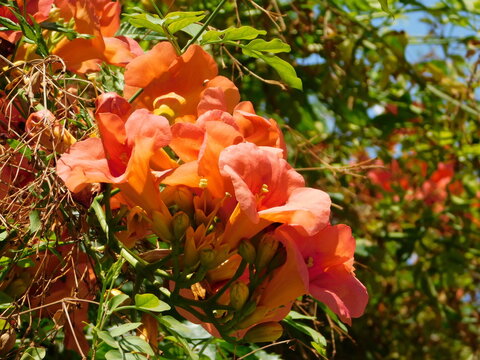 Trumpet vine or creeper or campsis grandiflora, orange flowers, in Athens, Greece