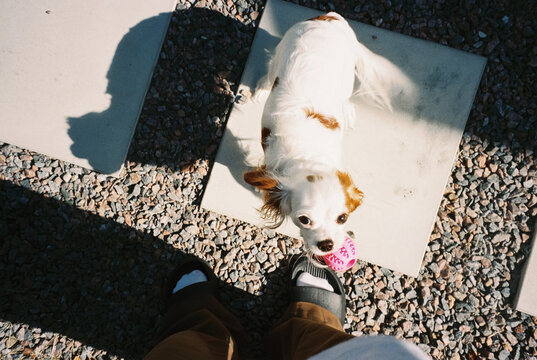 High angle dog holding pink ball looking up at owner