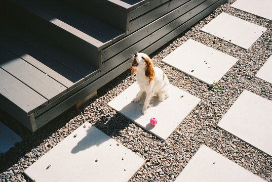 Dog barking near wooden stairs and gravel path