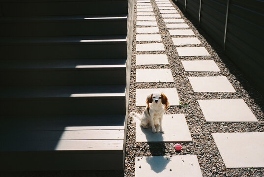 Small dog sitting on stone path near stairs