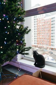 Cat Gazing out the Window, Framed by Colorful Christmas Tree Lights