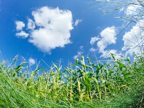 Summer nature corn field sky