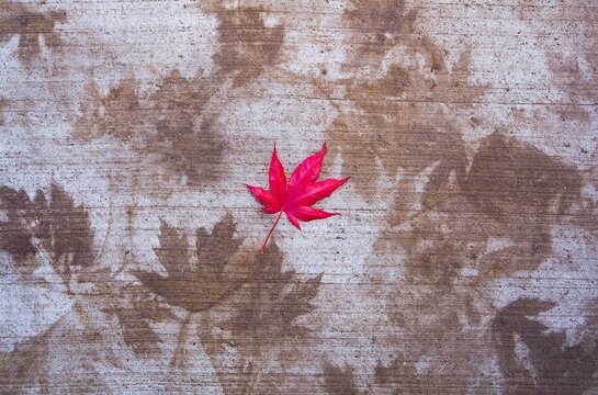 Late fall red leaf