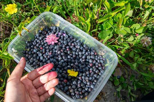 Fresh Wild Blueberries And Wildflowers In Plastic Container