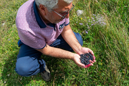 Freshly Picked Wild Blueberries In Farmer Hands