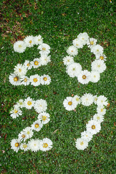 2027 White Flowers on Grass