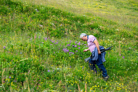 Man Harvesting Wild Blueberries In Flowery Alpine Meadow