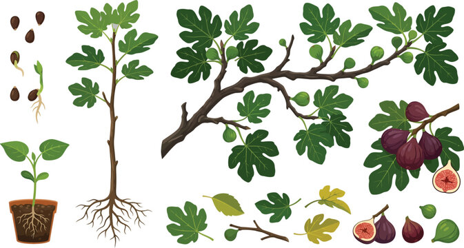 Fig plant growth stages with fruit and leaves in flat vector illustration style