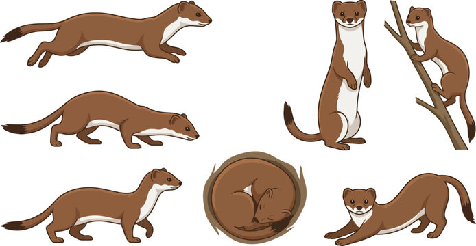 Set of weasel vector illustrations showing various poses and actions in a clean graphic style