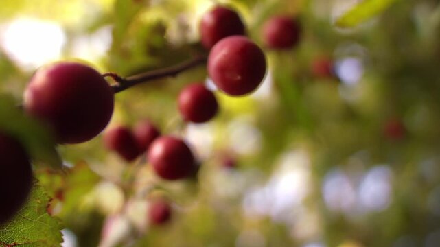Ripe red cherry on tree branch