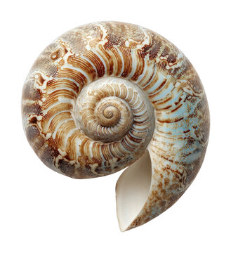 PNG Intricate spiral seashell pattern.