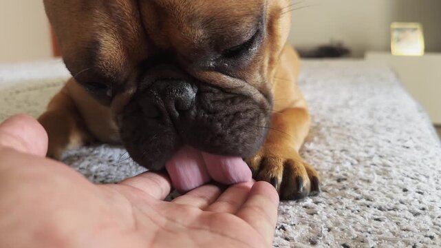French bulldog dog is laying on a carpet licking the ownder hand. The dog appears to be curious and friendly