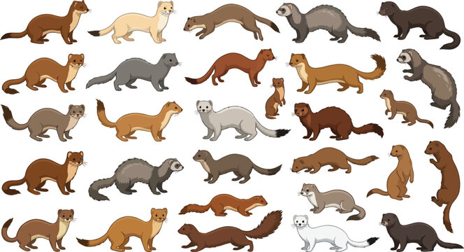 Collection of diverse weasel species in various poses with clean background vector illustration