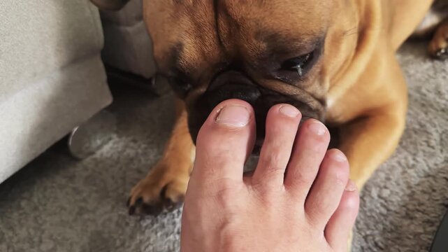 French bulldog dog is licking a person's foot. The person is standing next to the dog