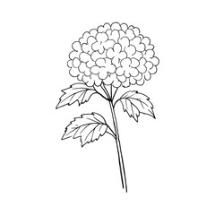 Fototapeta premium PNG Minimalist dandelion sketch on white.