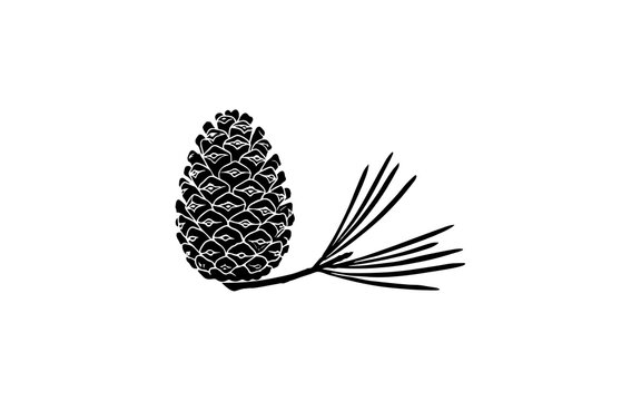 A black pine and a pine tree branch against a white background high resolution picture