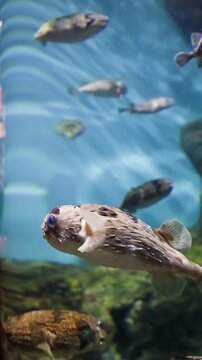 水槽の中を泳ぐフグ