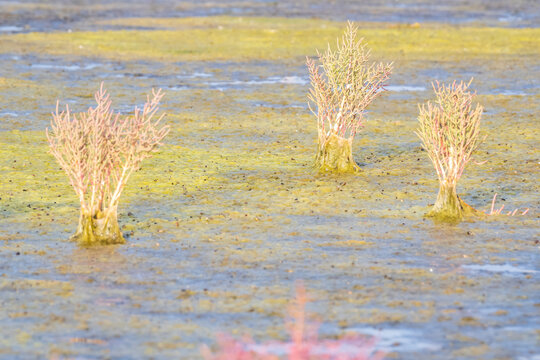 Salt Marsh Halophyte Shrubs Emerging from Algae-Covered Tidal Flat