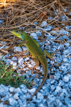 Green Sand Lizard on Gravel Ground Among Dry Grass
