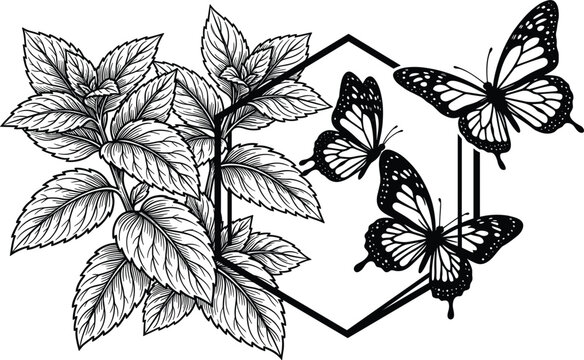Detailed black and white engraving of mint plant leaves with beautiful flying butterflies around a geometric hexagon frame