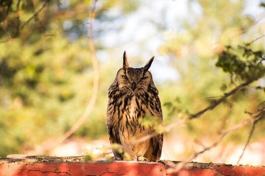 large owl with open eyes looking at camera