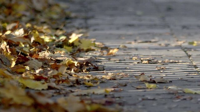 Static 4K slow motion footage of fallen autumn leaves scattered across a paved sidewalk in warm sunlight. Low angle view with shallow depth of field and colorful dry foliage creating a calm seasonal b