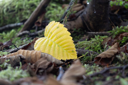 yellow fall leaf in heart shape in the forest
