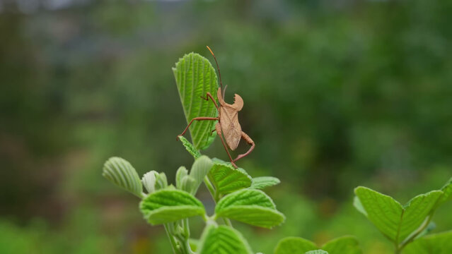Brown leaf insect perched on green foliage