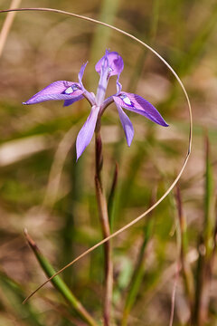 Purple wild iris flower blooming in the grassland near Jeffreys Bay