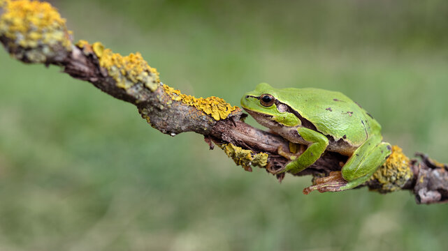 European tree frog sitting on branch with yellow lichen