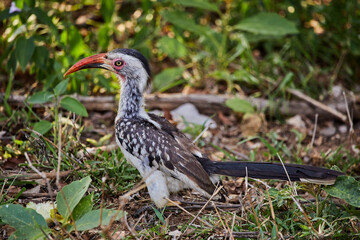 Southern red-billed hornbill foraging on the ground © Bubu