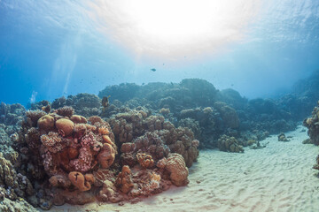 Beautiful scenic view of a coral reef with tropical fish and white sand under water in sunlit blue ocean © underwaterstas